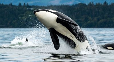 Orche sempre più violente, sta cambiando il loro comportamento