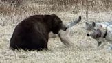 L'orso sfida il branco di lupi: il duello è epico
