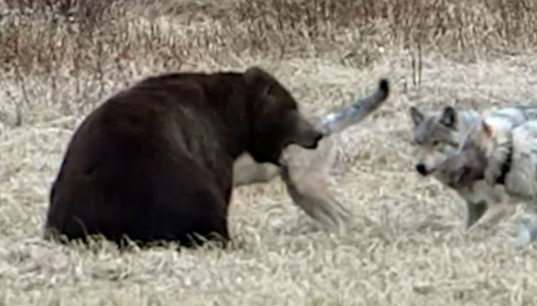 L'orso sfida il branco di lupi: il duello è epico