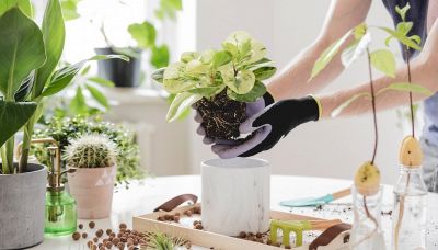 Piante appassite: il rimedio del chiodo arrugginito funziona?