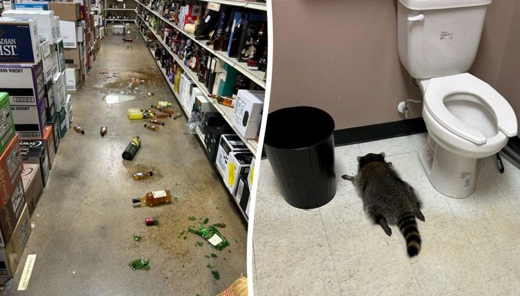 Il procione ubriacone conquista il web