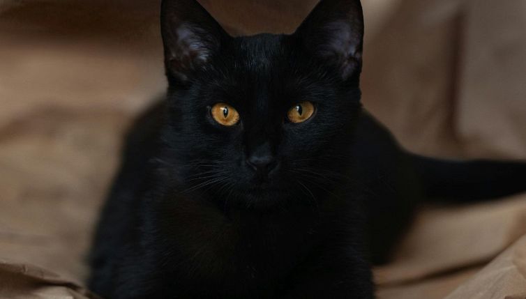 La spia russa Olga Kolobova smascherata dal gatto il caso