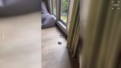 L'attacco del serpente da dietro la tenda