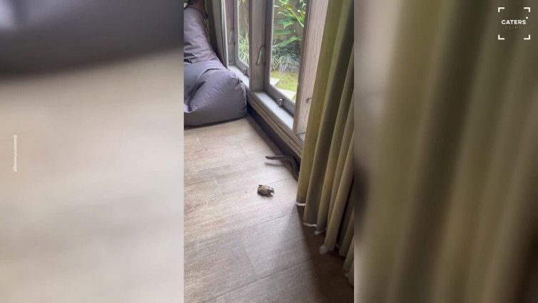 L'attacco del serpente da dietro la tenda