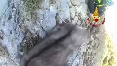 Lo spettacolare salvataggio del camoscio