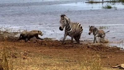 Il leopardo attacca: la difesa eroica di mamma zebra del suo puledrino
