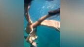 Aggredita da uno squalo: il morso da paura. Il video