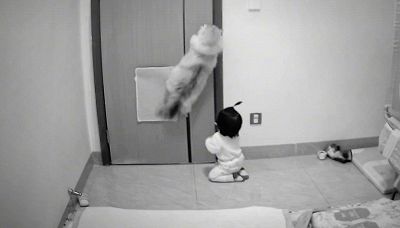 Il gatto è un fenomeno: 'genialata' e fuga col bambino