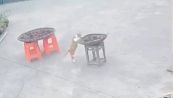 Il karma punisce il gatto curioso. Il video è tutto da ridere