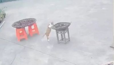 Il karma punisce il gatto curioso. Il video è tutto da ridere