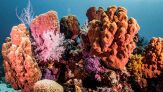 Nel 2026 le barriere coralline potrebbero morire del tutto