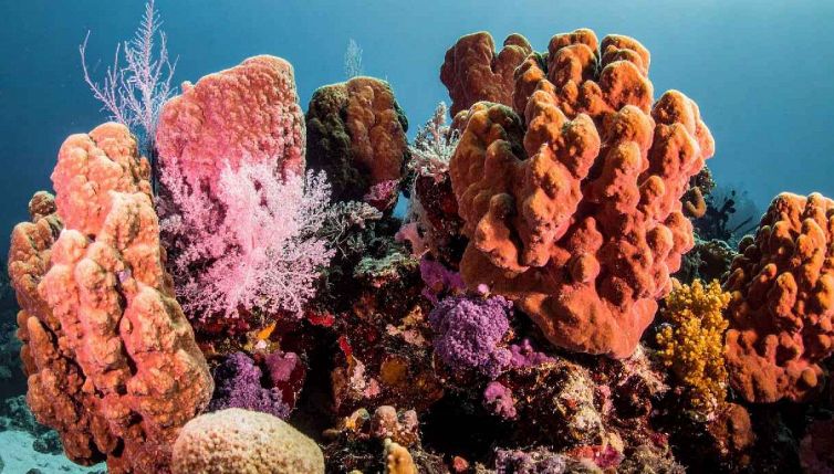 Nel 2026 le barriere coralline potrebbero morire del tutto