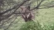 Avvistato un lupo sui Colli bolognesi: il video