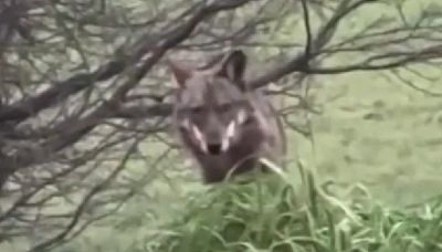 Avvistato un lupo sui Colli bolognesi: il video