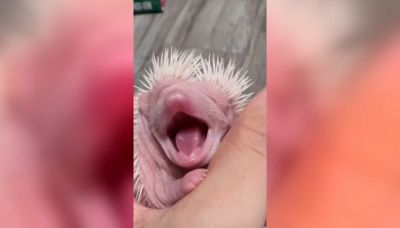 Mamma riccio partorisce il cucciolo: il video è tenerissimo