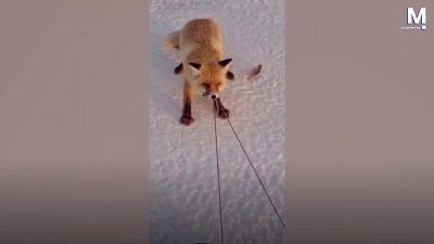 La volpe ci prova: furto e fuga con la slitta piena di pesce