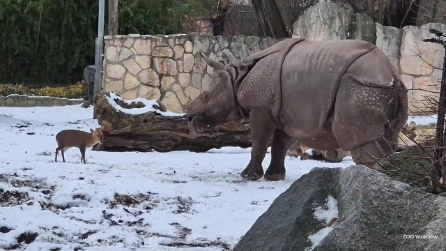 Mini-cervo sfida rinoceronte