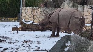 Il piccolo cervo sfida l'enorme rinoceronte: il duello è tutto da ridere