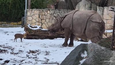 Il piccolo cervo sfida l'enorme rinoceronte: il duello è tutto da ridere