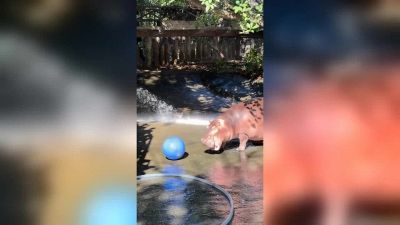 Altro che Champions League: l'ippopotamo è un fuoriclasse del pallone