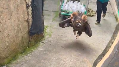 L'avvoltoio allegro e saltellante è il nuovo idolo del web