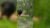 Paura al safari: bufalo carica e 'incorna' la jeep