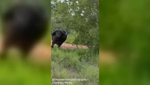 Paura al safari: il bufalo carica