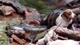 Il serpente vuole mangiarsi la cagnolina ma arrivano i salvatori
