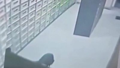 Bloccato di notte nel caveau di una banca: il ladro è un pasticcione
