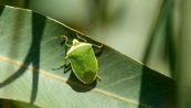 Cimici verdi: i rimedi naturali per debellarle da orto e giardino