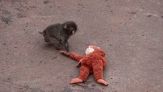 Il cucciolo di macaco abbandonato dalla madre si consola col peluche