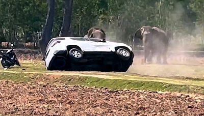 Disturbano l'elefante durante l'accoppiamento: lui distrugge tutto