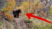 Incontro da brividi tra biker e orso: il gesto è imprevedibile