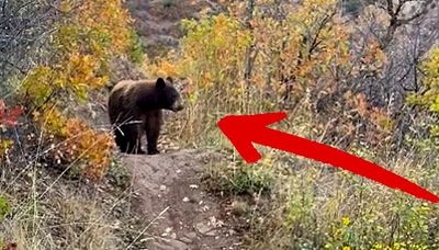 Incontro da brividi tra biker e orso: il gesto è imprevedibile