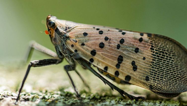 Lanterna maculata: la farfalla con i superpoteri minaccia il mondo