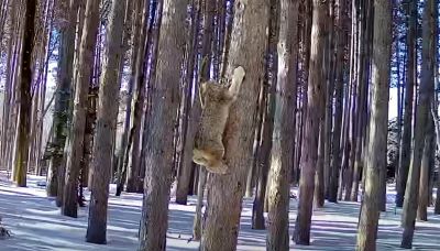 La lince a caccia della martora: l'inseguimento è spettacolare