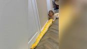 La bambina gioca col serpente: il video è da brividi