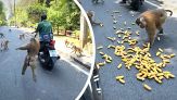 Scimmia provoca il caos in strada per rubare le banane