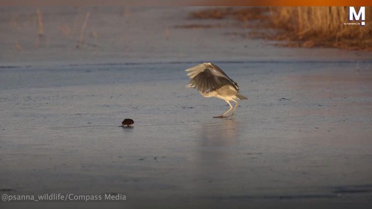 Tentativo di caccia fallito: airone scivola sul più bello
