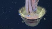 Spedizione negli abissi: l'incredibile avvistamento della Medusa Fantasma