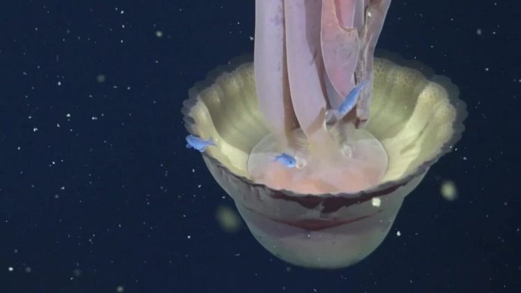 Spedizione negli abissi: l'incredibile avvistamento della Medusa Fantasma