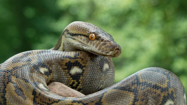 Baronessa, serpente da guinness
