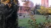 Incredibile a Roma: cinghiali giocano a pallone