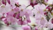 A Tokyo è ufficialmente iniziata la stagione dei ciliegi in fiore
