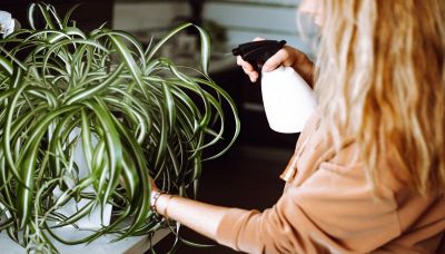 Piante che depurano l’aria: ecco come coltivare il falangio