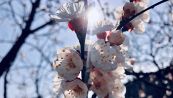 La primavera 2026 arriva prima, quando cade e perché
