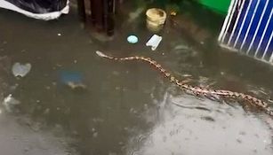 Aiuto: un pitone in strada