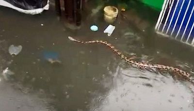 Paura in Indonesia, enorme pitone nuota nelle strade allagate