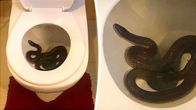 Panico in Thailandia, donna scopre un serpente nel water di casa