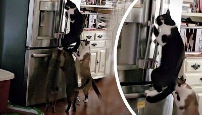 Banda di gatti tenta un "colpo" in cucina